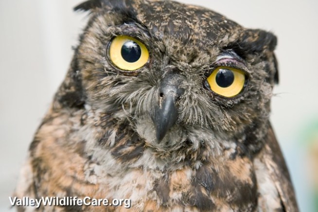 Hoot for the Holidays