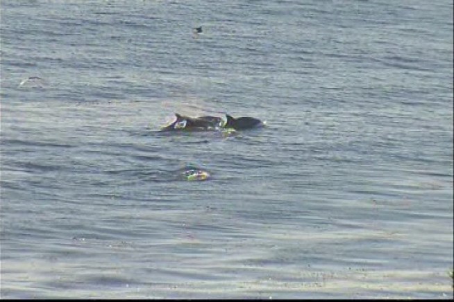 Gray Whales usually swim off the Southern California coast later in the year, but at Point Vicente, whale spotters have seen more sightings of whales in December than they have in 28 years.