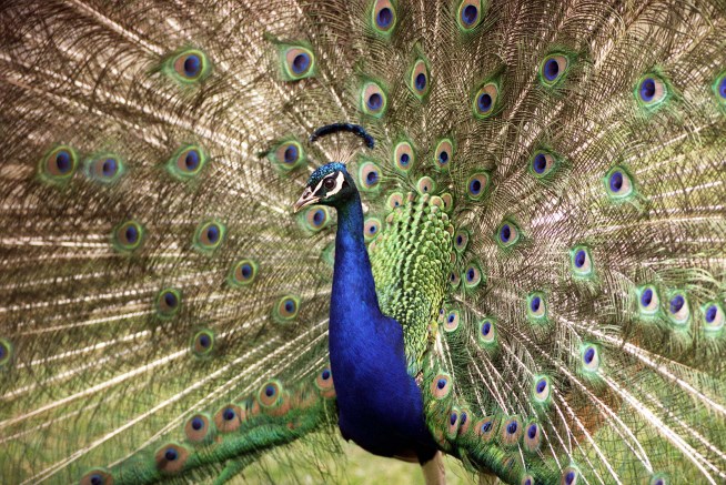 Proud Peacocks Ruffling Feathers