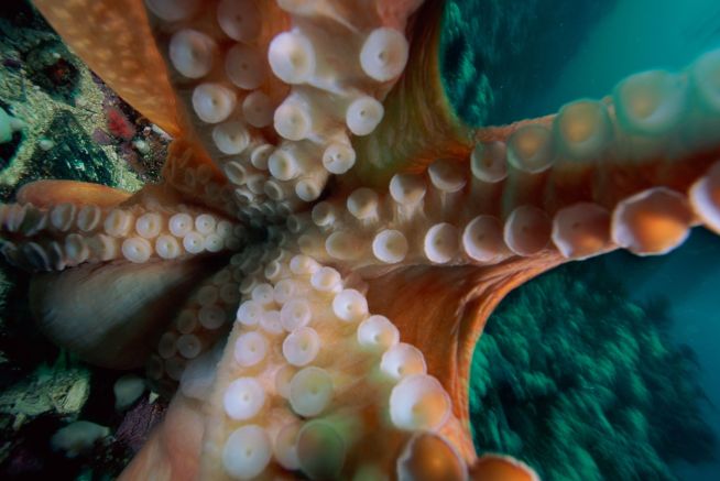 An Octopus Garden Springs to Life in Dana Point