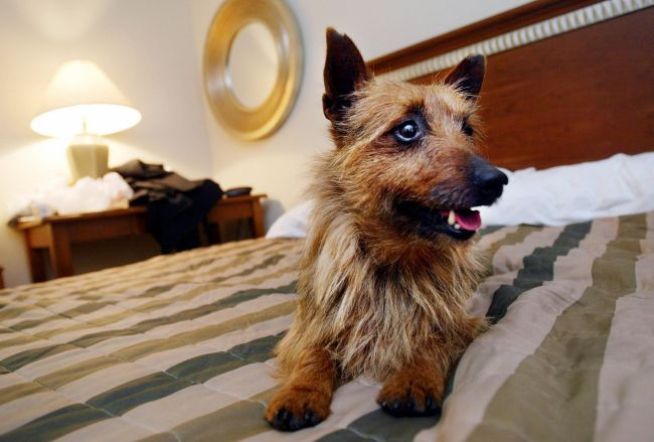 Now Open: Hotel for Dogs