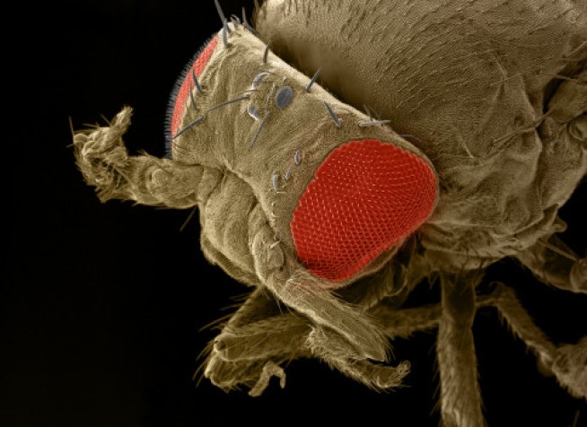 Authorities Try to Contain Newly Discovered Fruit Fly