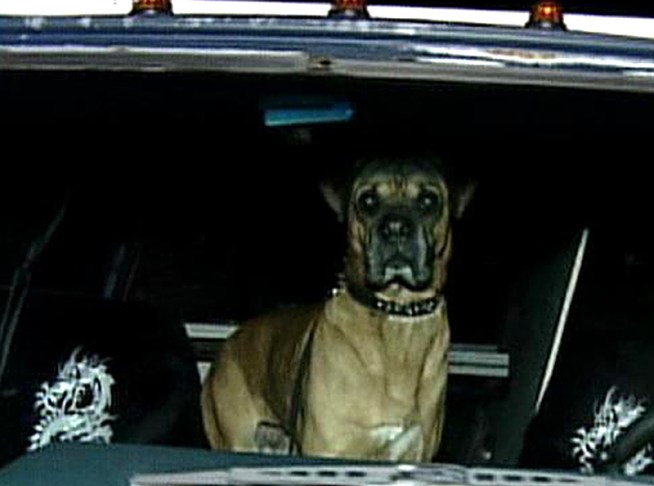 Range Rover: Long Island Dog Takes Van for a Spin