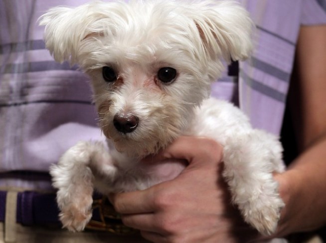 Woof: National Dog Week Begins