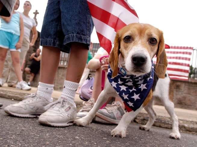 The frightening, disorienting effects of fireworks on pets has made July 5 the busiest day for animal control officers, left with the task of finding pets who fled from the perceived threat. John Welsh with Riverside County Animal Control explains how owners can keep furry citizens safe and calm during the explosive displays. Craig Fiegener reports from Riverside for Today in LA on July 4, 2012.