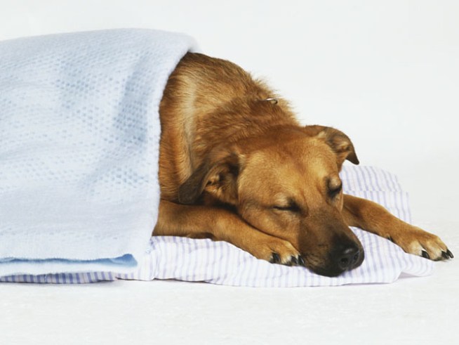 Some Gum Can Kill Your Pets