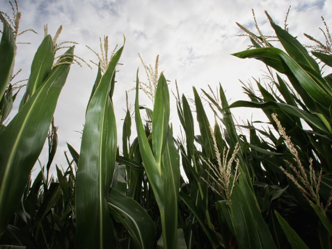 Drought May Cut Off Water to Farms  