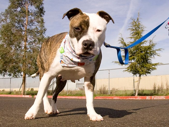 Hard Times for Dogs, Cats and Horses Too 