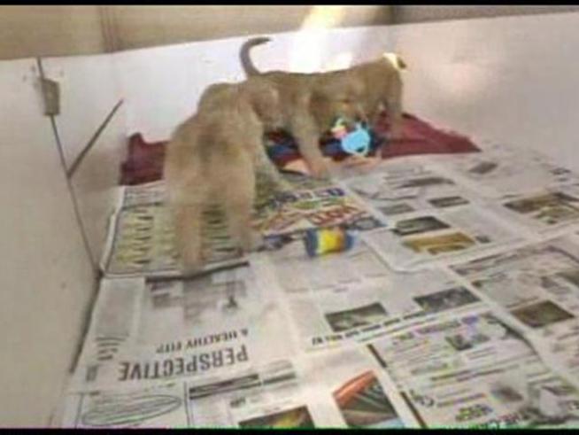 The litter mates of stolen puppies.