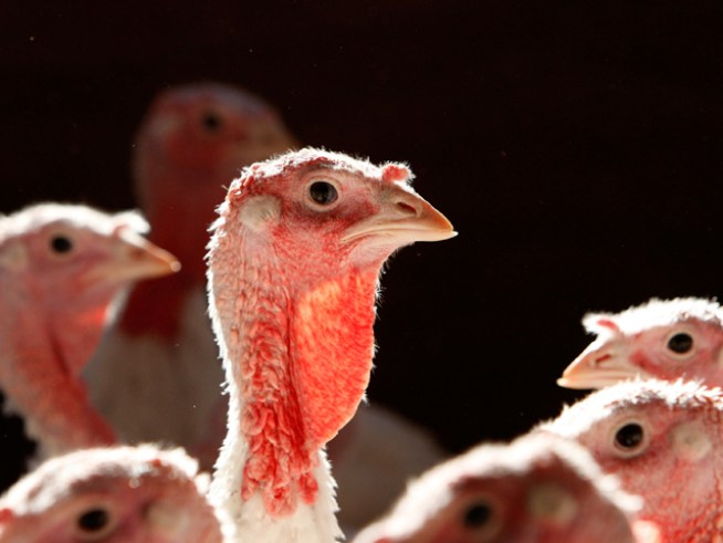 Turkey for Hockey? You Have Yourselves a Deal, Kings