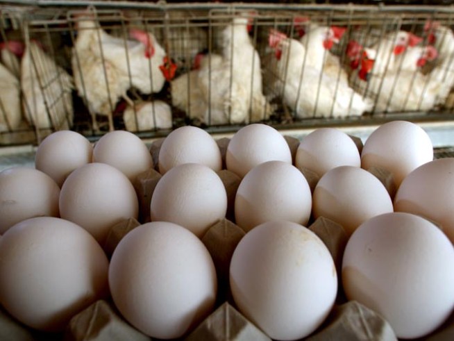 Eggs From Suspect Farms Will be Processed, Sold