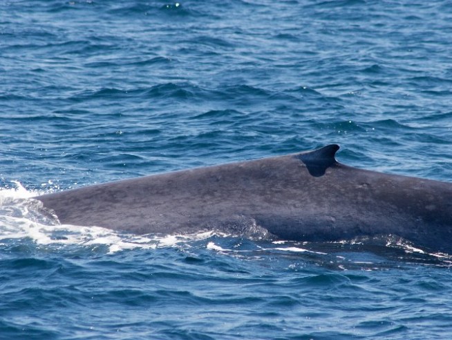 "Record" Number of Blue Whales Spotted