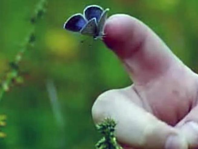 Previously endangered blue butterflies of Southern California are released after a captive breeding program.