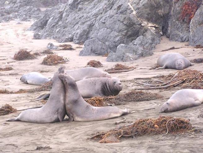 Shhh! Elephant Seals Are Doing It