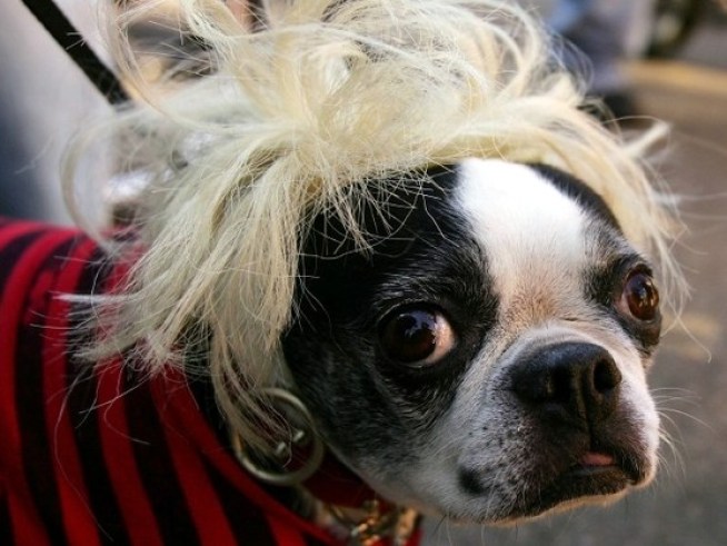 Haute Dog Musters Mutts for Halloween