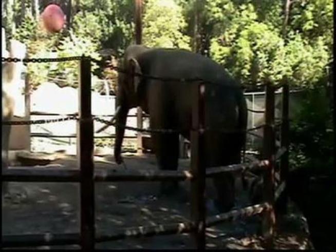 Bill the elephant at the LA Zoo.