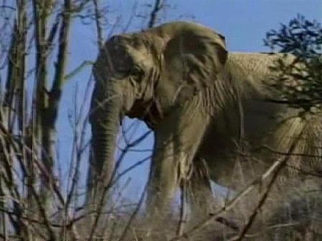 Elephants would roam in a city sanctuary under a plan proposed to the City Council.