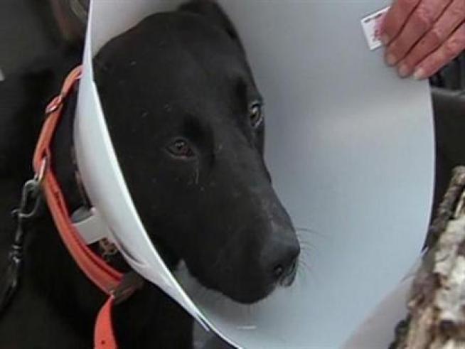 A dog that defended his owner from a mountain lion is now recovering.