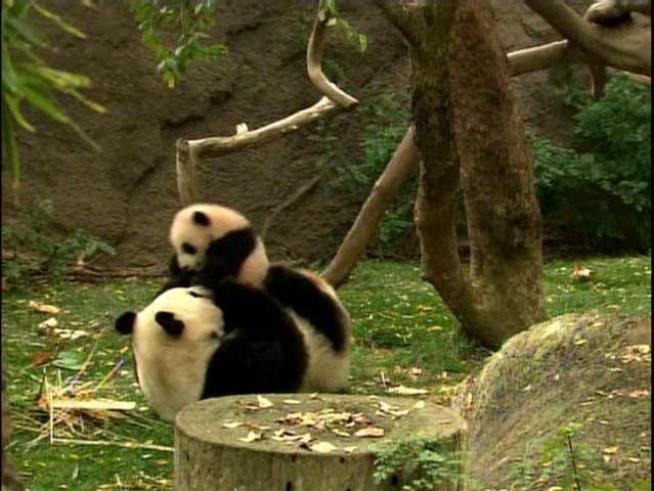 The new baby panda at the zoo makes his media debut