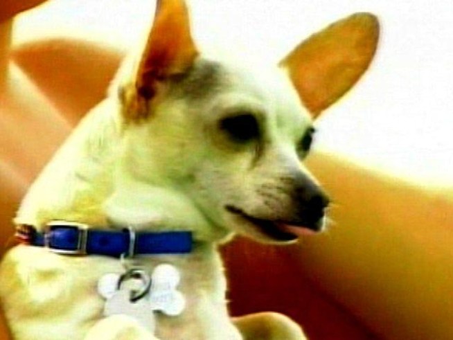 Hundreds of Chihuahuas raced their little hearts out at the Southwest Regional Finals of the National Chihuahua Races in California.