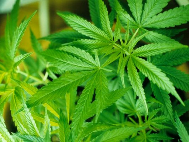 Record High: Authorities Seize 5 Million Marijuana Plants
