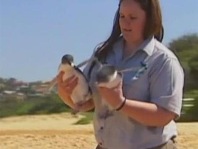 A couple of rescued penguins, named North and South, are back at sea.