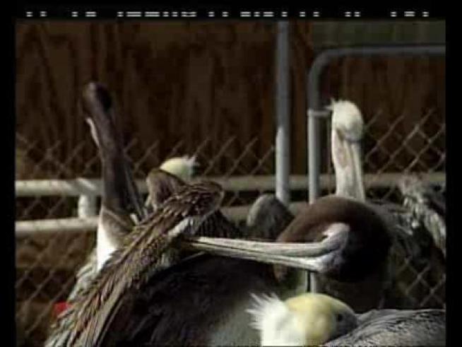 Pelicans rest at the International Bird Rescue and Research Center in San Pedro.