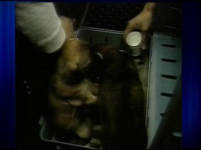 Pet Airways, with service in Chicago, says your four-legged loved one will be treated as a first class passenger.