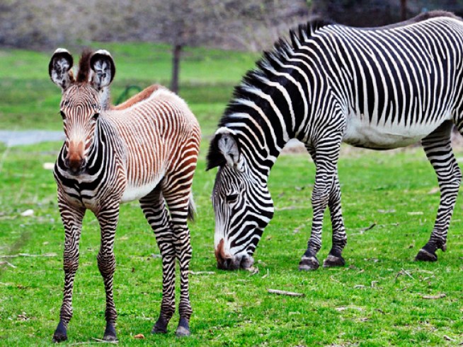 Congratulations, It's a Bouncing Baby Zebra