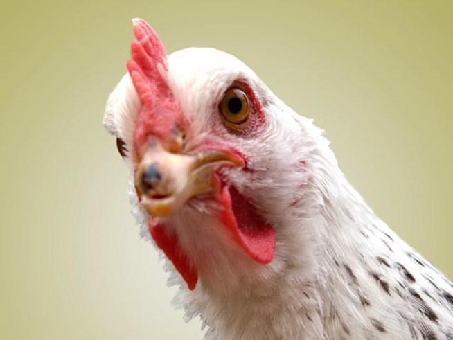Dangerous Urban Chicken Craze Has Legs