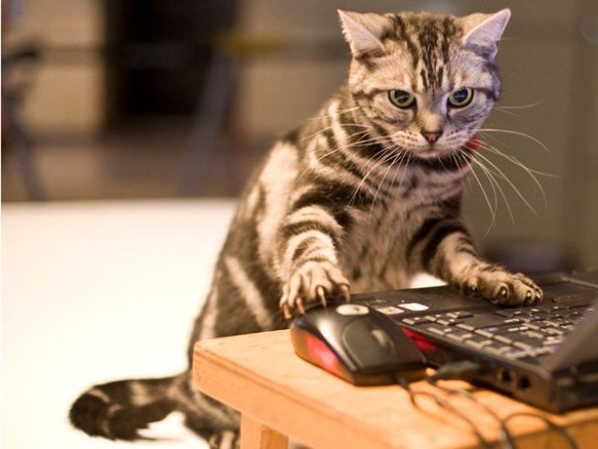 Kitty Cat Cleared of Kiddie Porn