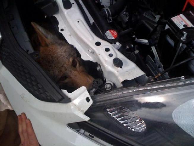 Wily Coyote's Wild California Ride