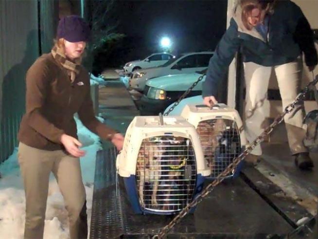 A batch of Chihuahuas arrives safely in Colorado.