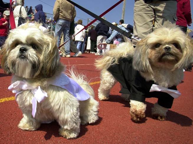 Largest Dog Wedding Ever!