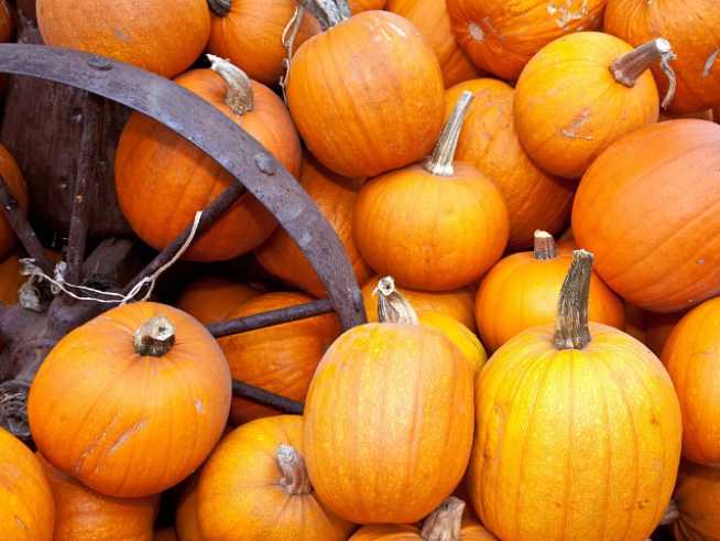 Pumpkin Patch to the Stars