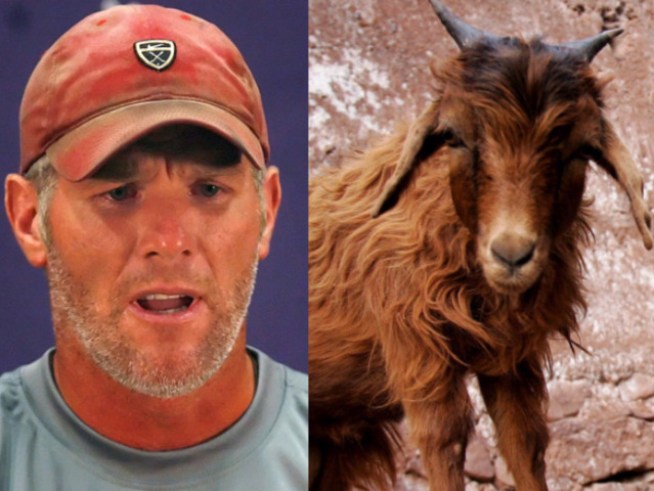 Brett Favre's Comeback Endangering Innocent Goats