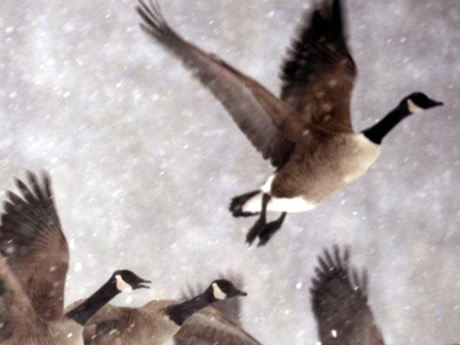 Sorry, Bird Lovers; Passenger Safety First
