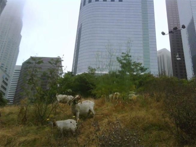 The weed-eating goats have once again returned to <a title=