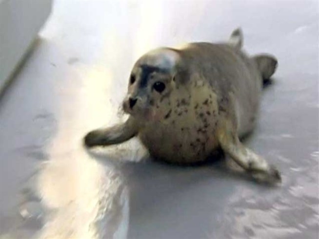 He's the first harbor seal born in captivity at the LA Zoo.