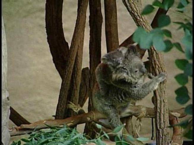 A baby koala hangs on tight as her mother climbs around a Los Angeles Zoo enclosure.