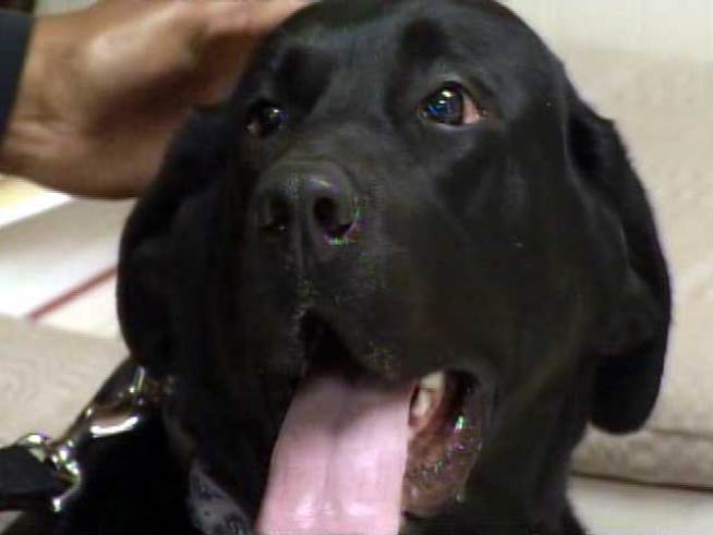 Vets in Orange County performed a groundbreaking stem cell procedure from MediVet-America that will allow a black lab to walk pain-free again.