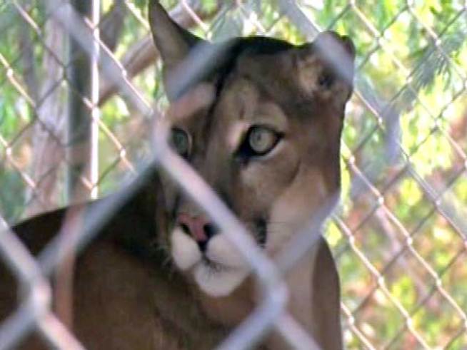 Lions, Tigers and Bears Among Evacuees