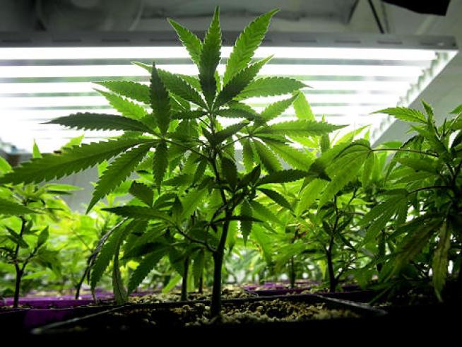 Should the sale and possession of marijuana for recreational use be legal? Californians will decide on Nov. 2.