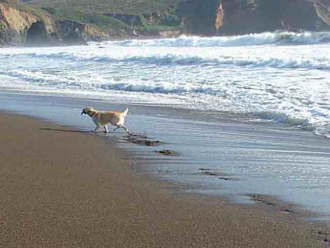 California Coast Under Tsunami Watch