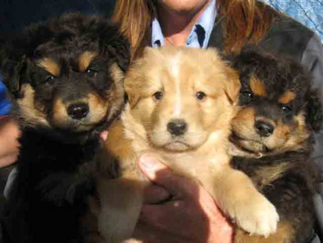 Animal Violations Spanned Half a Decade 