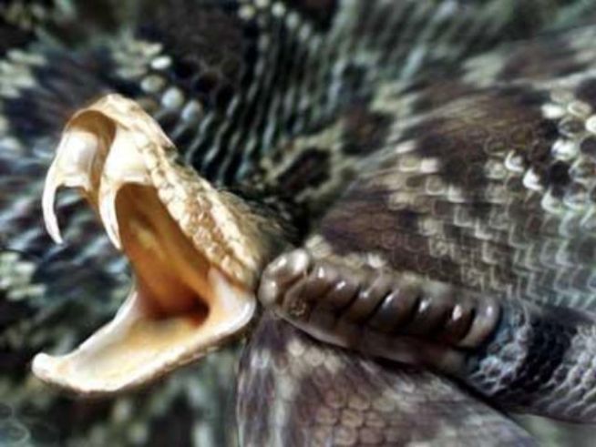 Granny, 87, Kills Venomous Rattler With Bare Hands
