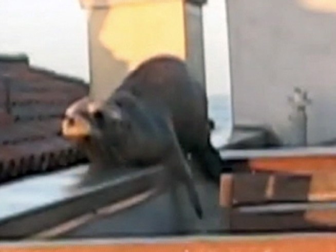 A stair climbing sea lion pup takes in the view on a rooftop deck.
