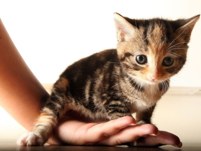 LA, Beverly Hills Ban Cat Declawing