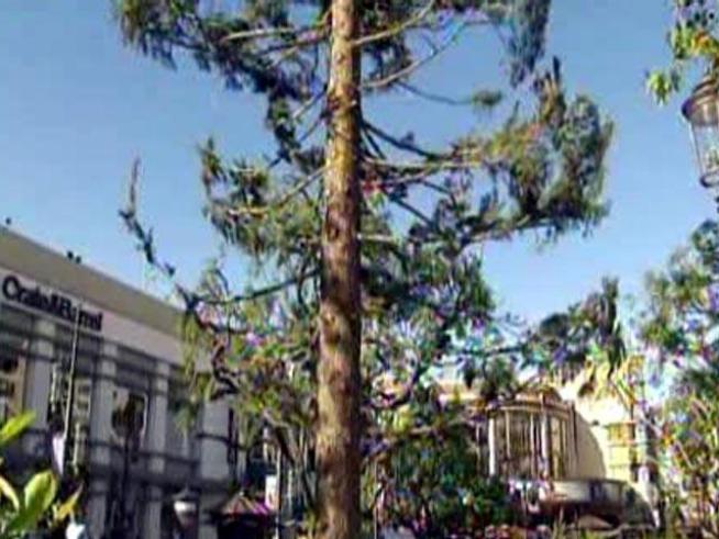 The Grove gets a 100-foot white fir.