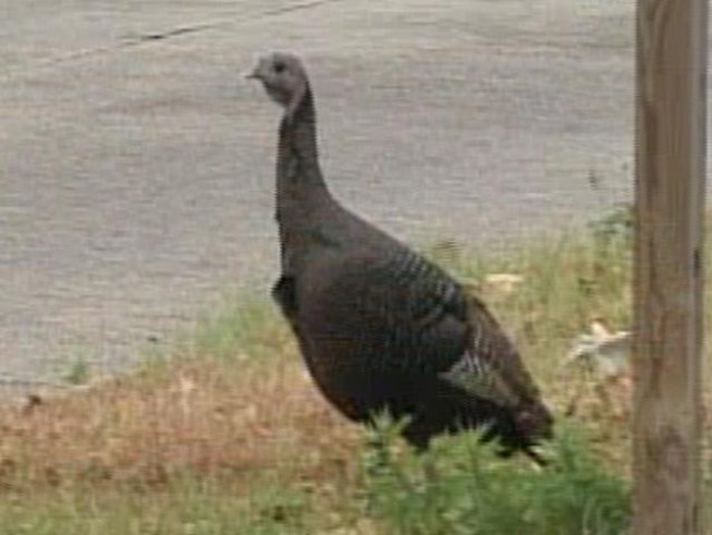 A wild turkey may seal its fate for Thanksgiving if it continues playing chicken on the New Jersey Turnpike.